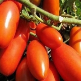 Gazpacho od paradajza: recenzije, fotografije, prinos